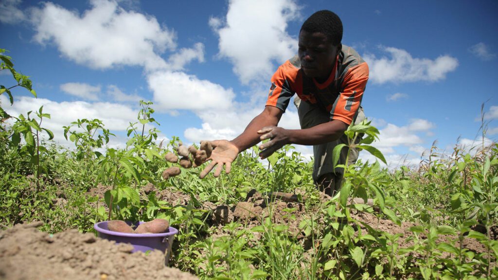 How Nigerian Ties With Caribbean Countries Can Boost Agriculture