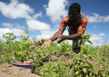 How Nigerian Ties With Caribbean Countries Can Boost Agriculture