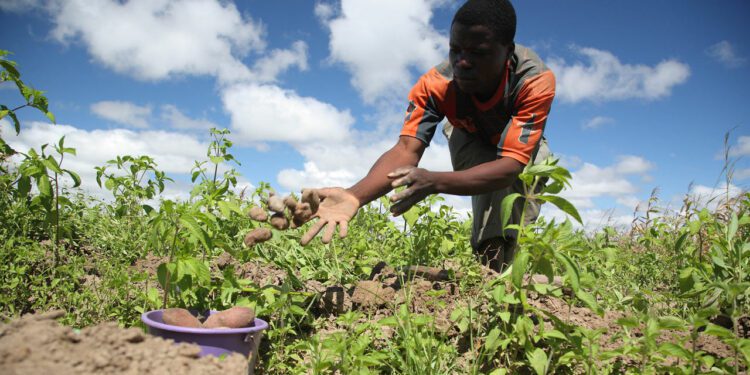 How Nigerian Ties With Caribbean Countries Can Boost Agriculture