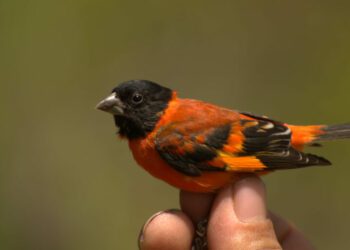 In a fight to save a rare bird, Indigenous communities in Guyana are winning
