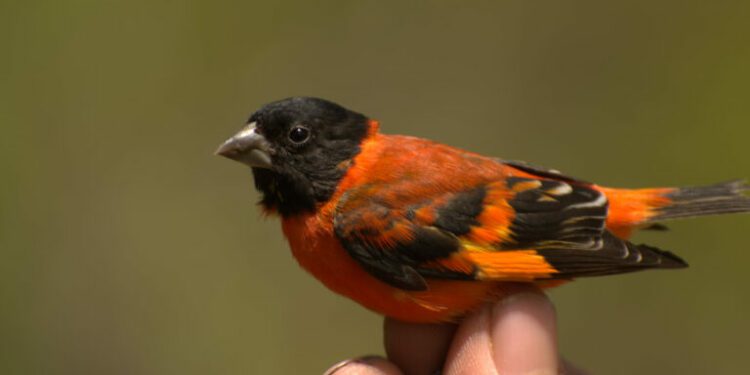 In a fight to save a rare bird, Indigenous communities in Guyana are winning