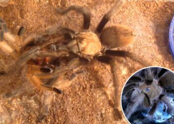 It's cuffing season for horny tarantulas as thousands of spiders travel the US looking for love