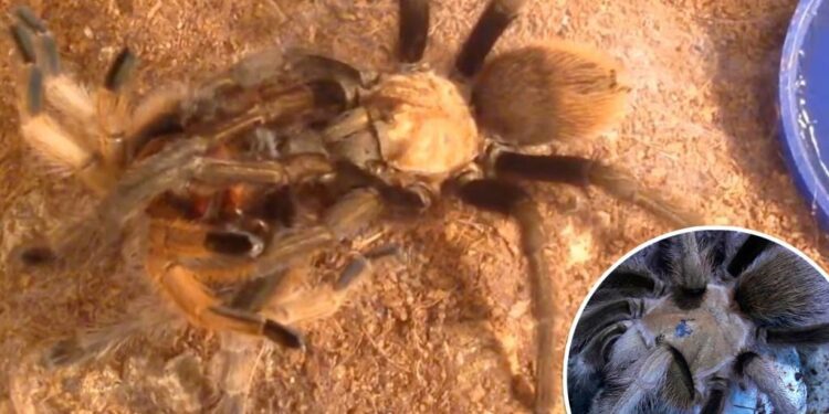It's cuffing season for horny tarantulas as thousands of spiders travel the US looking for love