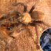It's cuffing season for horny tarantulas as thousands of spiders travel the US looking for love