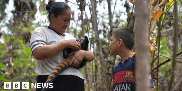 Locals care for animals affected by blazes