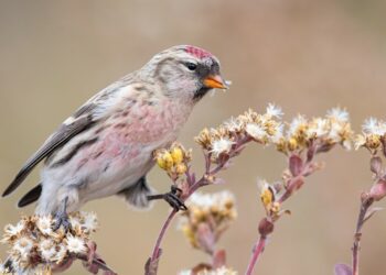 Lumping Redpolls and Splitting Seabirds: This Year's Updates to North American Bird Names