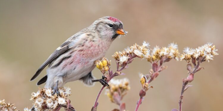 Lumping Redpolls and Splitting Seabirds: This Year's Updates to North American Bird Names