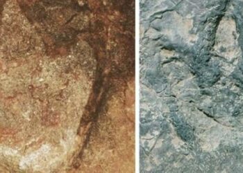 Matching dinosaur prints were found an ocean apart in Africa and South America