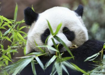 Meet Yun Chuan and Xin Bao, America's newest giant pandas