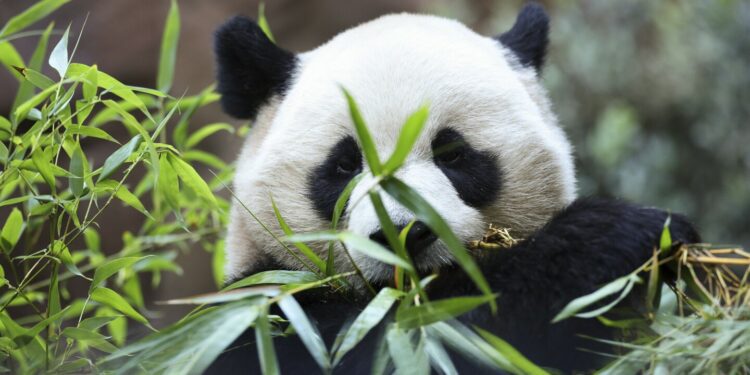 Meet Yun Chuan and Xin Bao, America's newest giant pandas