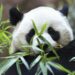 Meet Yun Chuan and Xin Bao, America's newest giant pandas
