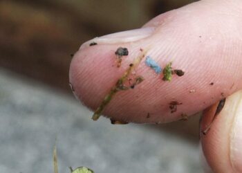 Microplastics are everywhere, but are they harming us?