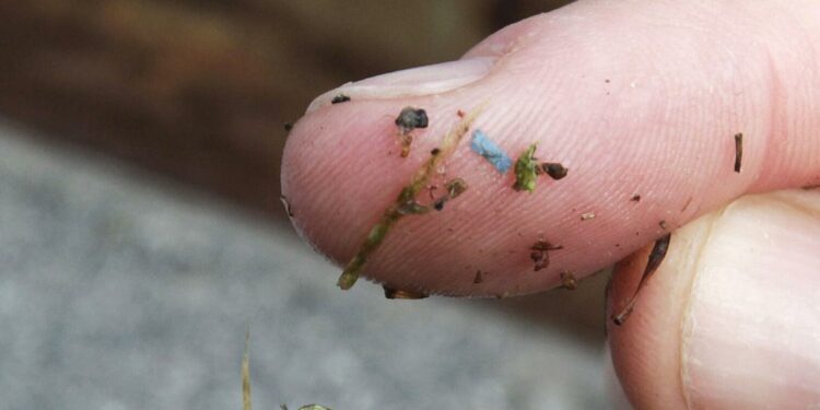 Microplastics are everywhere, but are they harming us?