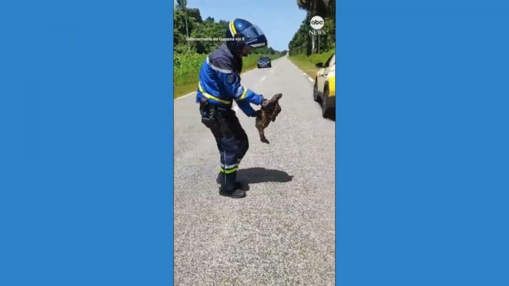 Officer carries sloth to safety