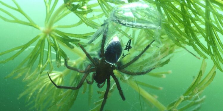 One Weaves A ‘Temporary Gill’)