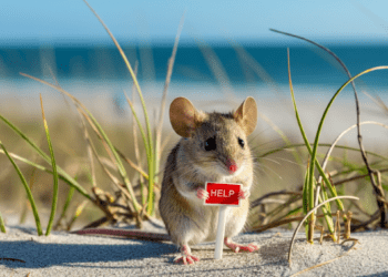 Opposition continues to boil over Anastasia State Park plan