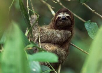 Oropouche: The mysterious 'sloth virus' with no treatment