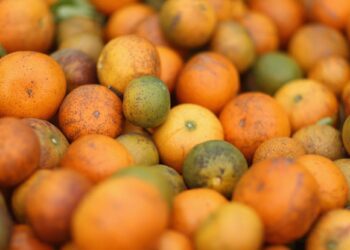 Plant disease could spell apocalypse for citrus fruits