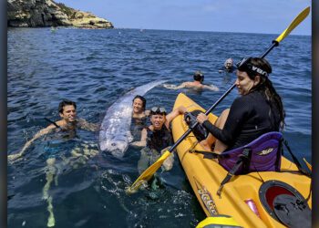Rarely seen oarfish found in Southern California