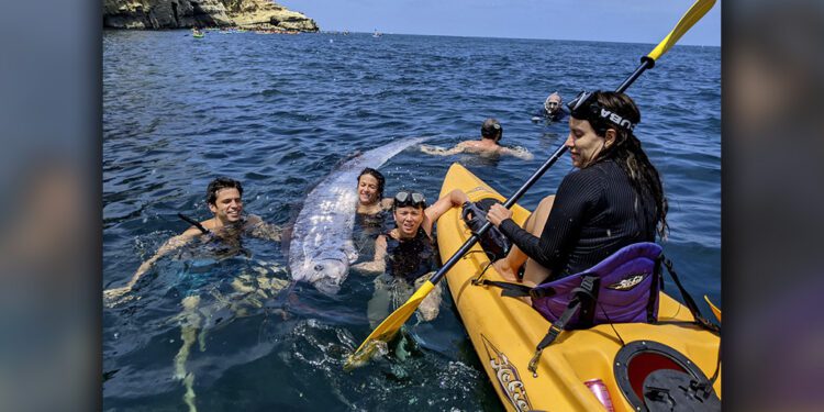 Rarely seen oarfish found in Southern California