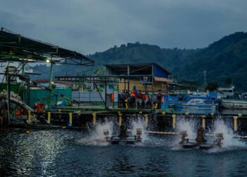 Regal Springs regroups in Central America following Mexico, Honduras challenges