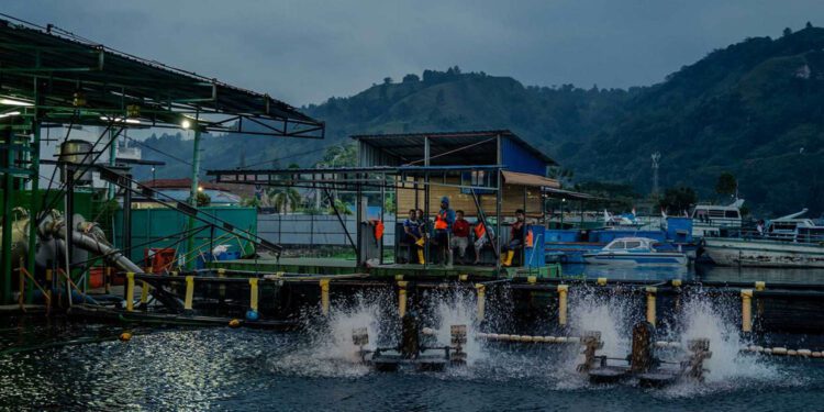 Regal Springs regroups in Central America following Mexico, Honduras challenges