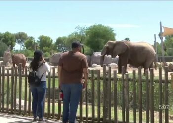 Reid Park Zoo hosts 10th birthday party for first elephant born in Arizona