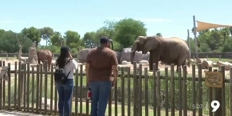 Reid Park Zoo hosts 10th birthday party for first elephant born in Arizona