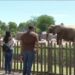 Reid Park Zoo hosts 10th birthday party for first elephant born in Arizona