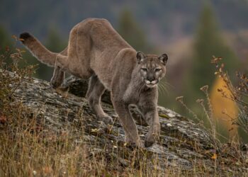 Rustrela virus variant identified in Colorado