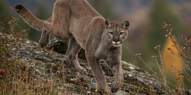 Rustrela virus variant identified in Colorado