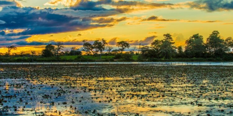 Scientists Warn Proposed Pantanal Shipping Channel Could Lead to 'End of Entire Biome'