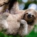 Sloth Fever Cases Rise in USA, Oropouche Virus Explained