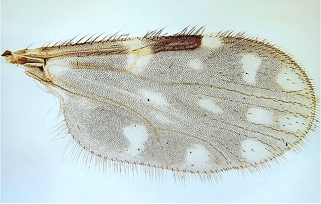 Pattern of spots on the insect's wings is a characteristic nature of midges and mosquitos that carry 'sloth virus'. Photo: Ceratopogonidae Collection of IOC/Fiocruzi