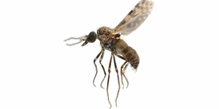 A close-up of a midge