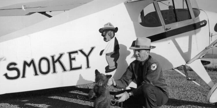 Smokey Bear turns 80 this year. Did he help prevent forest fires?