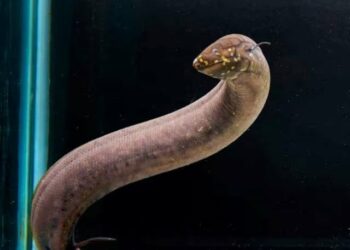a south american lungfish whose scientific name is lepidosiren paradoxa is seen at a laboratory at the louisiana state university in baton rouge louisiana us photo reuters