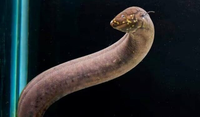 a south american lungfish whose scientific name is lepidosiren paradoxa is seen at a laboratory at the louisiana state university in baton rouge louisiana us photo reuters