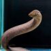 a south american lungfish whose scientific name is lepidosiren paradoxa is seen at a laboratory at the louisiana state university in baton rouge louisiana us photo reuters