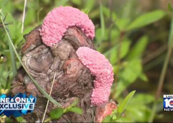South Florida cities search for solution as invasive snail amount grows