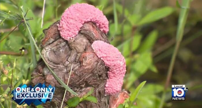 South Florida cities search for solution as invasive snail amount grows
