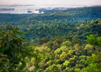 Suriname’s unorthodox plan to finance the protection of its forests