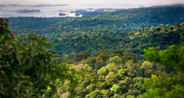 Suriname’s unorthodox plan to finance the protection of its forests