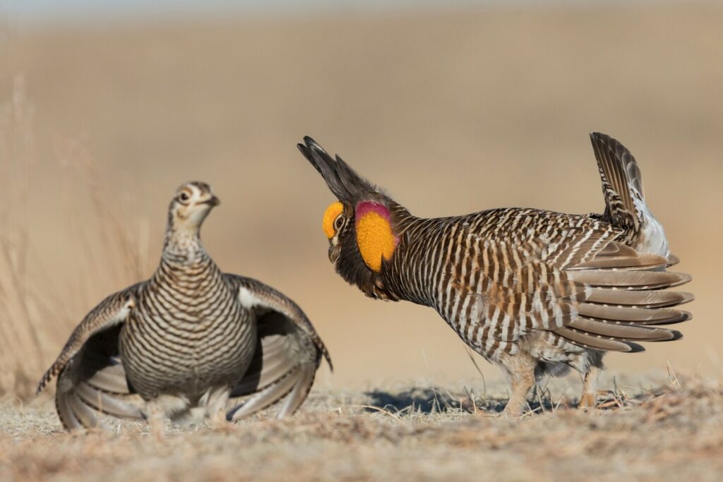 A male prairie-chicken with an inflated orange neck sac doing a courtship dance for a female