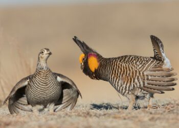 A male prairie-chicken with an inflated orange neck sac doing a courtship dance for a female