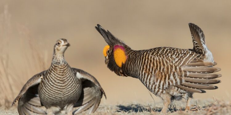A male prairie-chicken with an inflated orange neck sac doing a courtship dance for a female