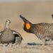 A male prairie-chicken with an inflated orange neck sac doing a courtship dance for a female