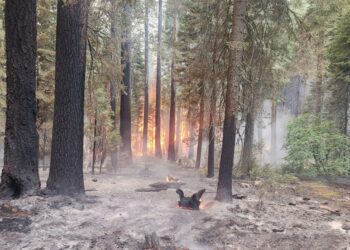 The Park fire is tearing through some of California’s last wild habitat for threatened salmon