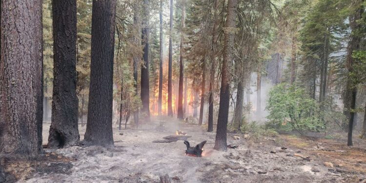 The Park fire is tearing through some of California’s last wild habitat for threatened salmon