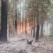 The Park fire is tearing through some of California’s last wild habitat for threatened salmon